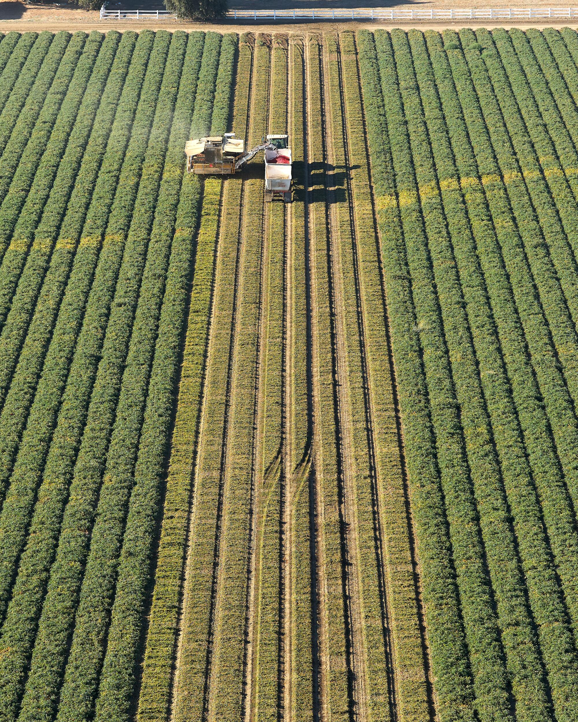 La vue d'un drone de travailleurs agricoles récoltant des tomates vendredi dans des bois.