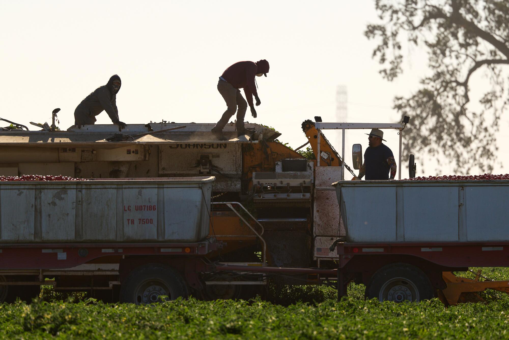 Les travailleurs agricoles apportent des ajustements aux machines tout en récoltant des tomates vendredi dans des bois.