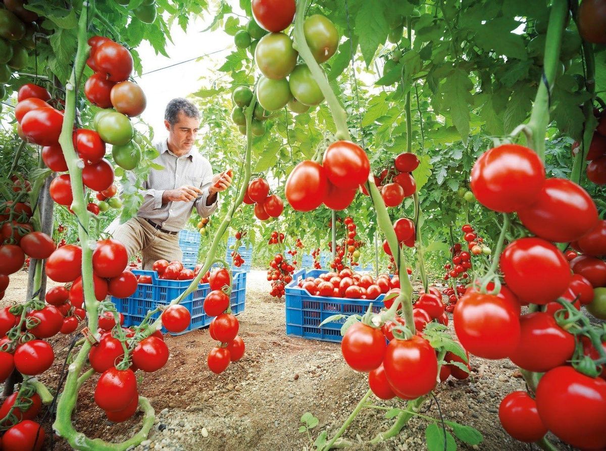 El Tomate, fondamental en la historia de la patata