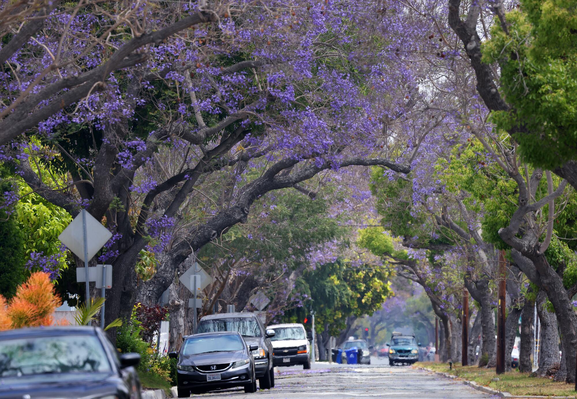 Arbres recouverts de fleurs violettes, des branches arquées dans une rue avec des voitures garées