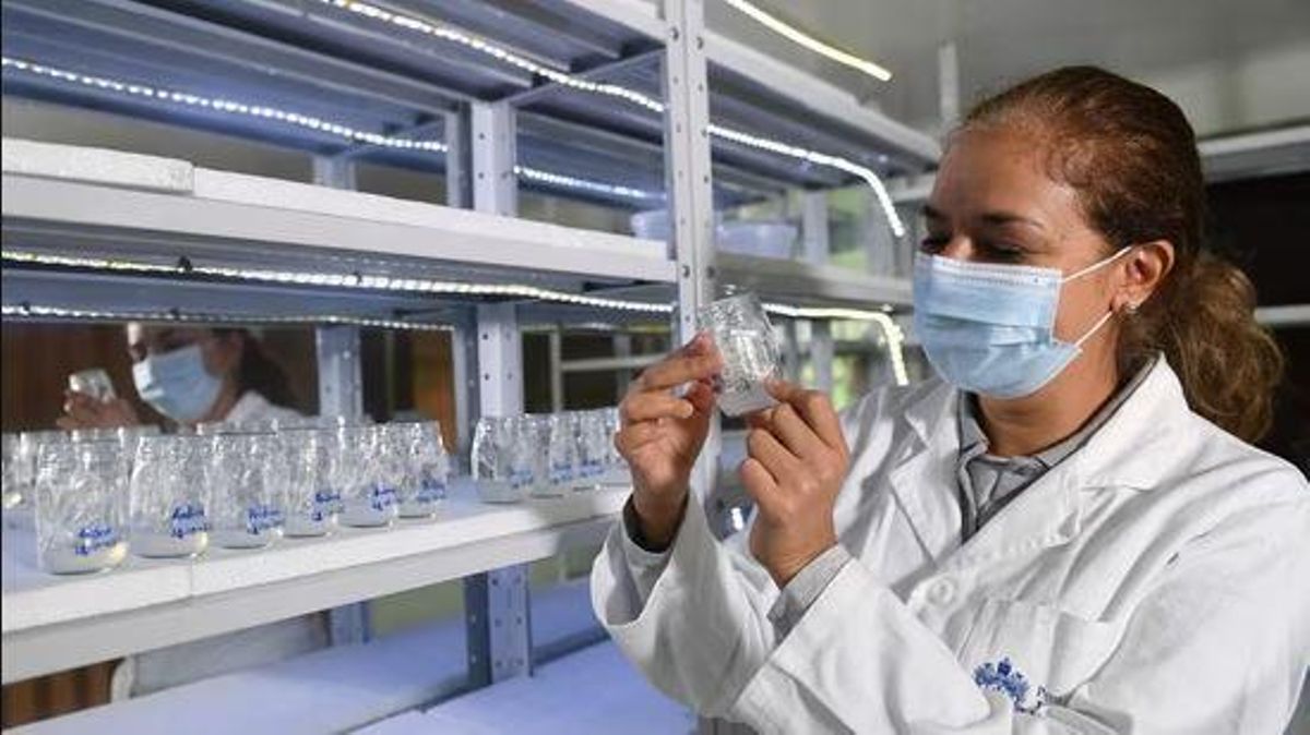 Los Científicos Han Descubierto el Origène de la Enfermedad