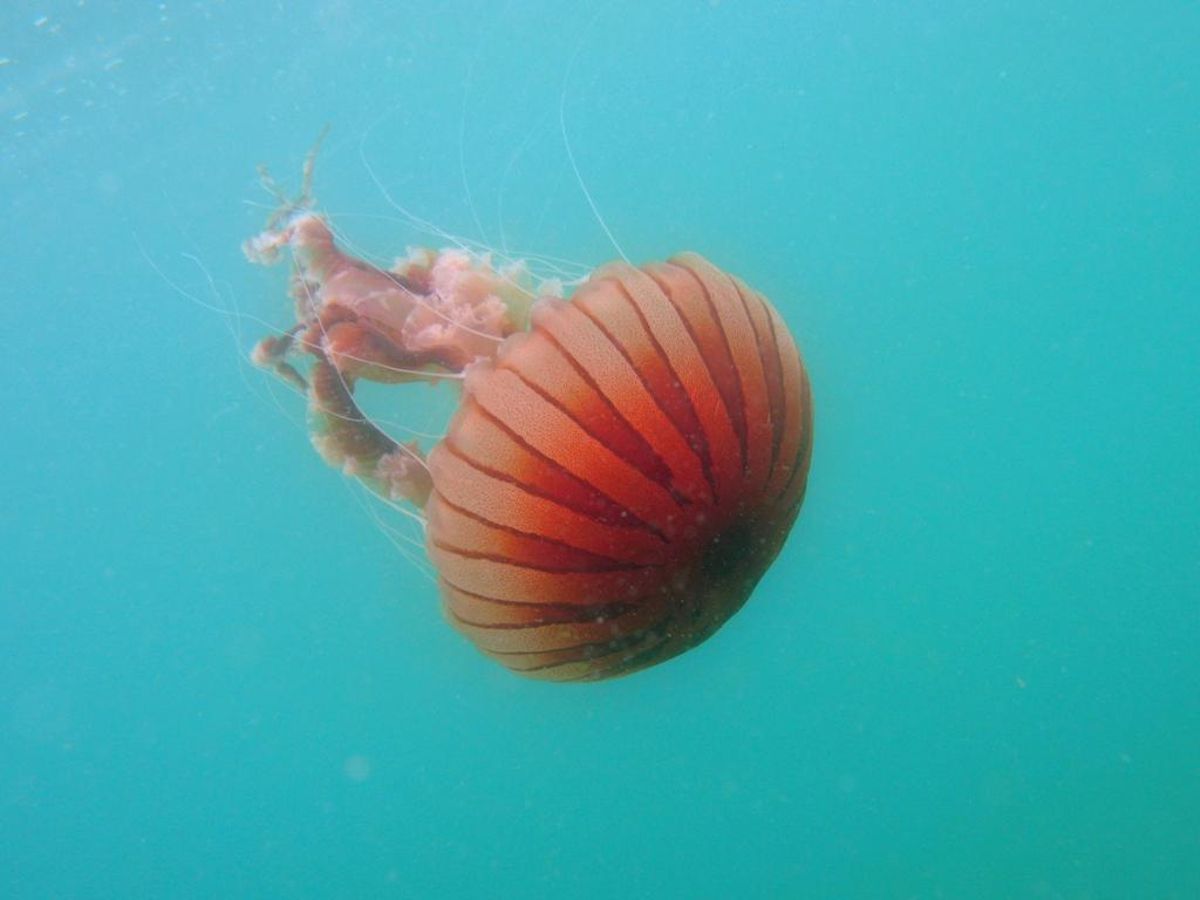 Chrysaora Hysosnellla