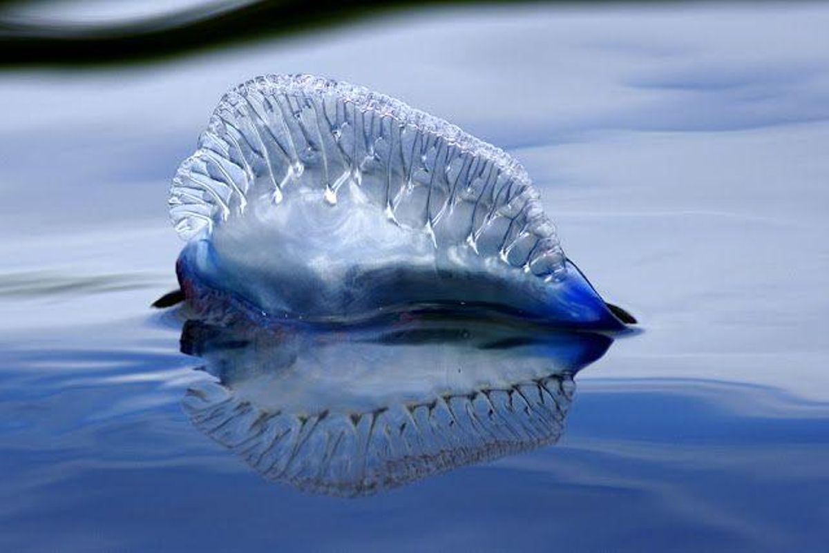 Physalia Physalis