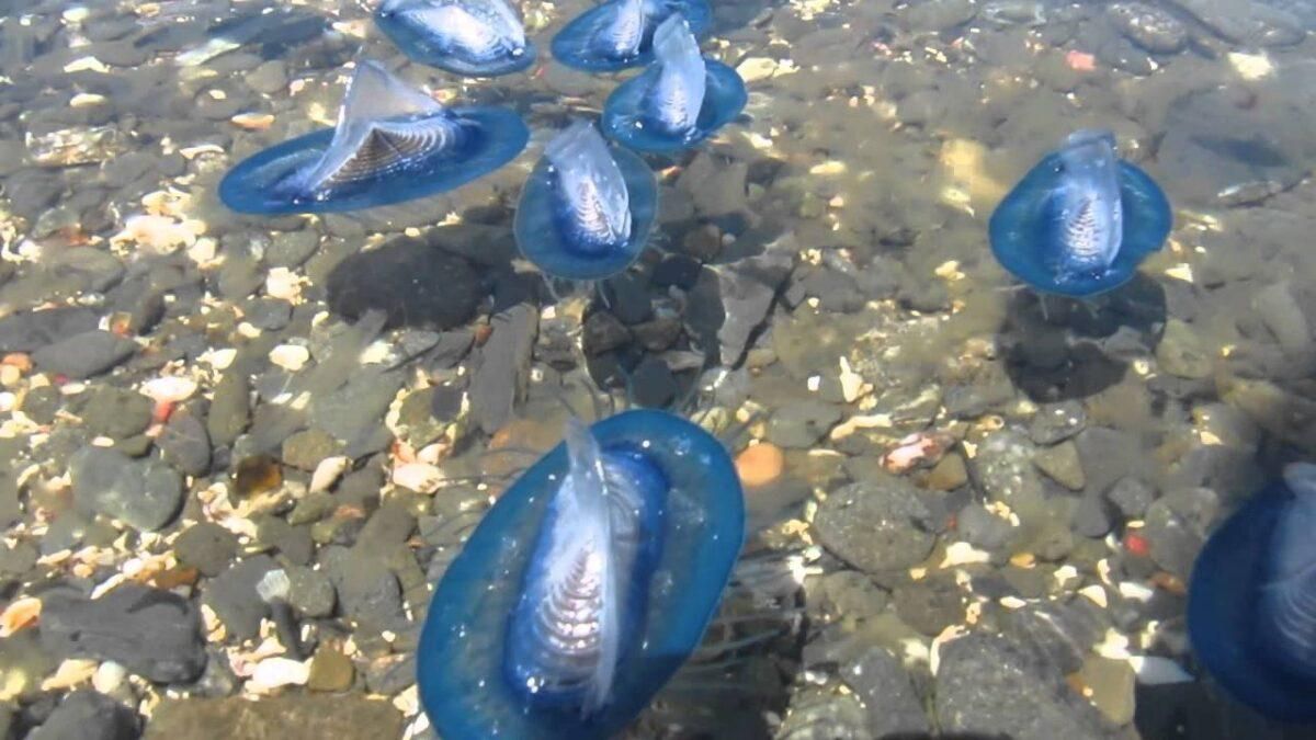 Velella Velella