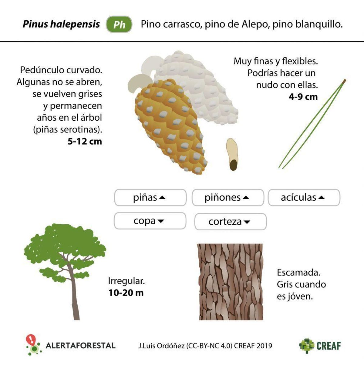 El Pino Carrasco y Las Pinas Serótinas