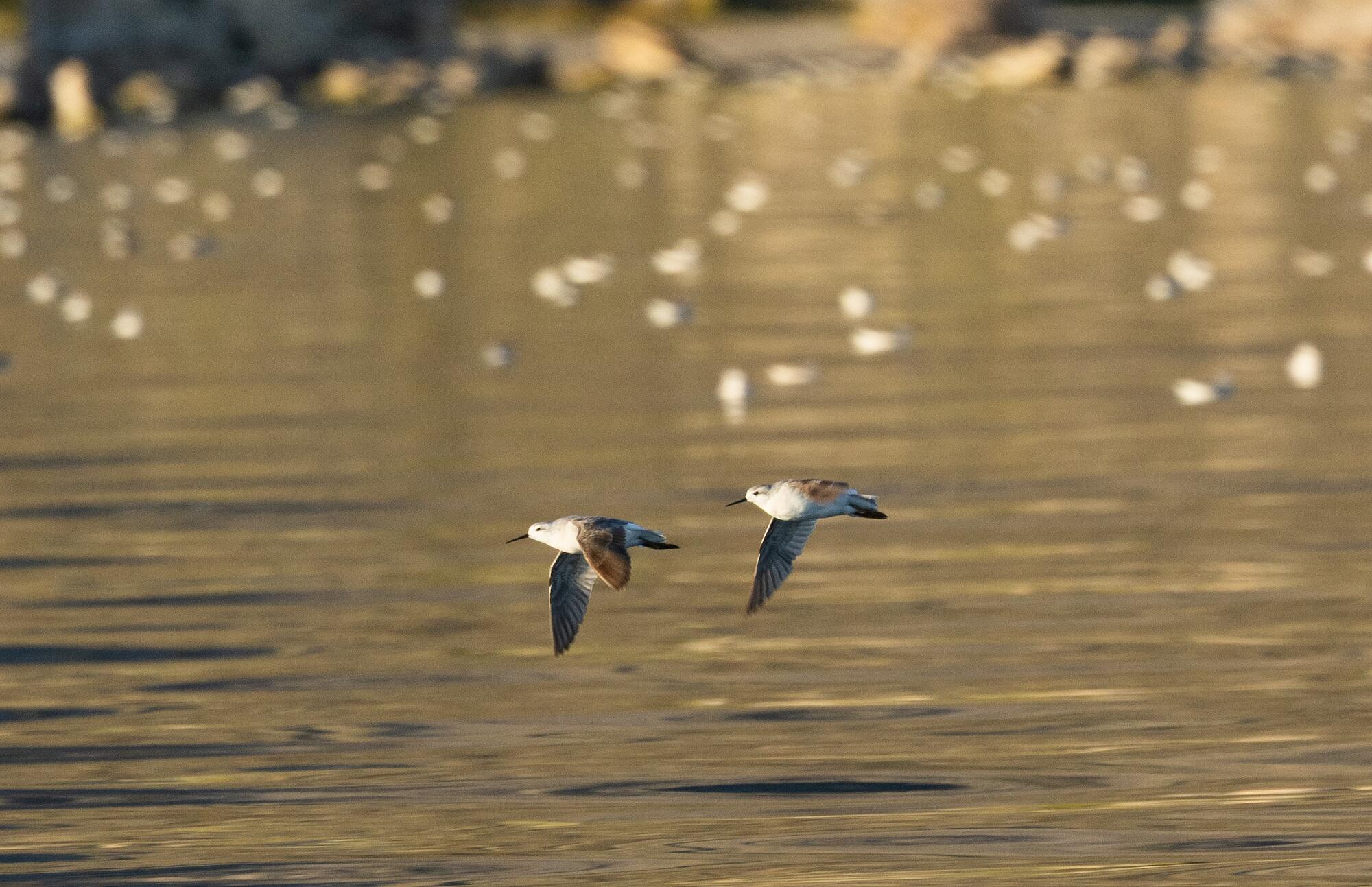 Une paire d'oiseaux en vol sur un lac 