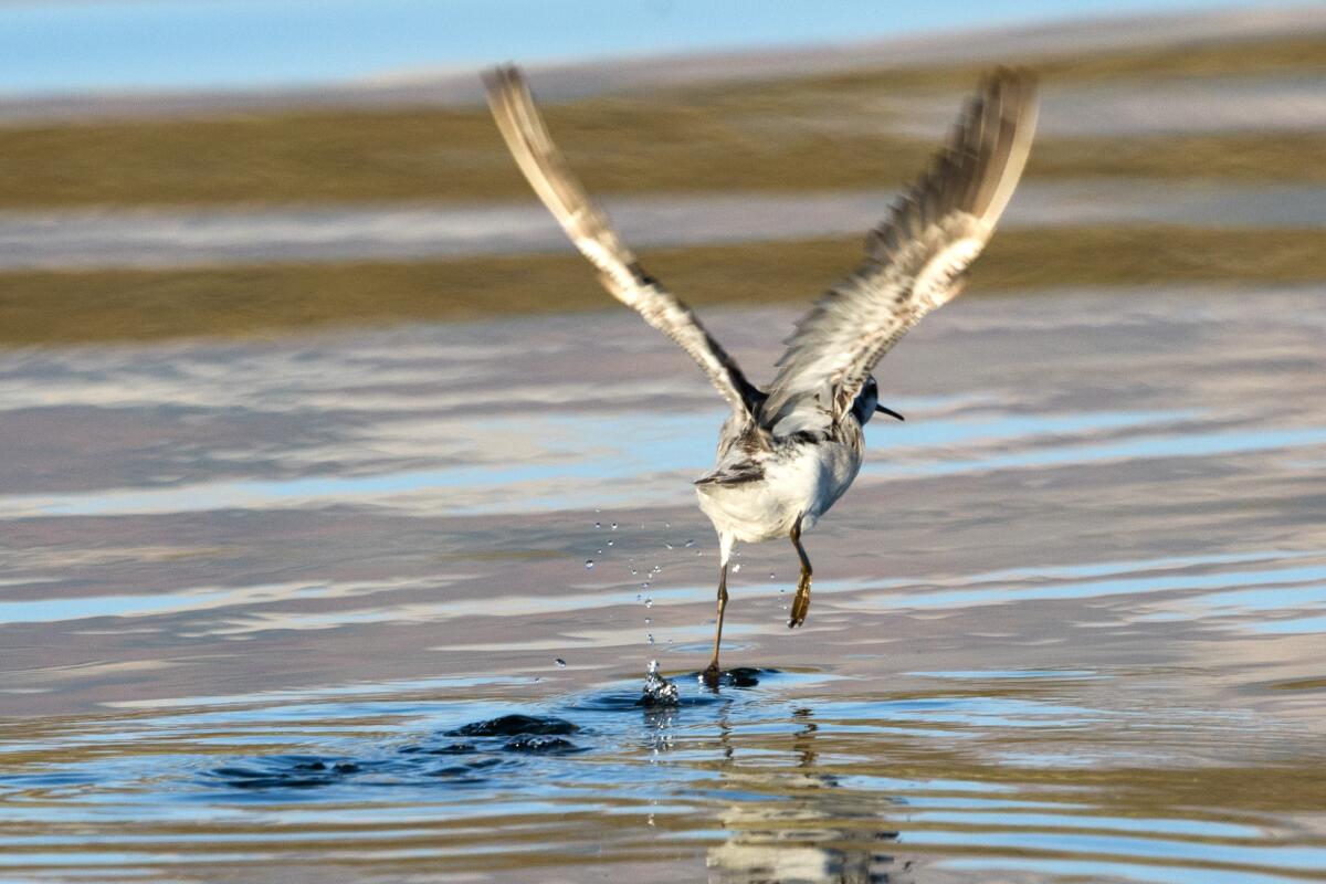Un oiseau, avec des ailes réparties, à la surface d'un lac