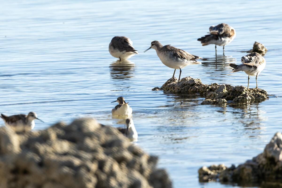 Oiseaux gris et blanc avec des becs en forme d'aiguille près des formations rocheuses dans un lac