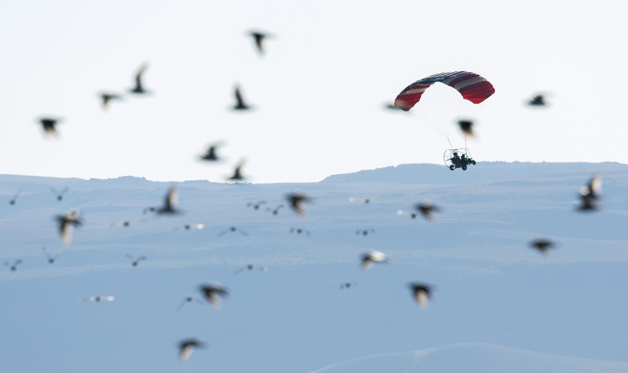 Un parapentre vole sur un troupeau d'oiseaux