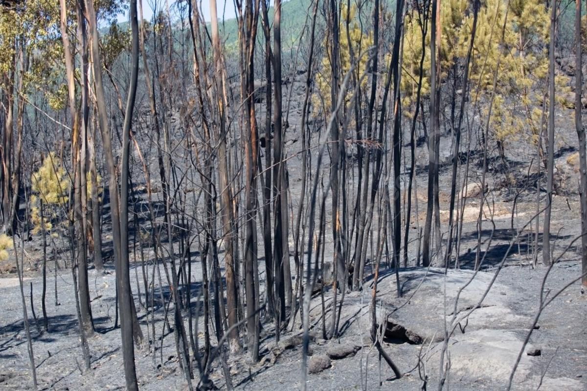 Bosque Arrasado por un incendio en la Península