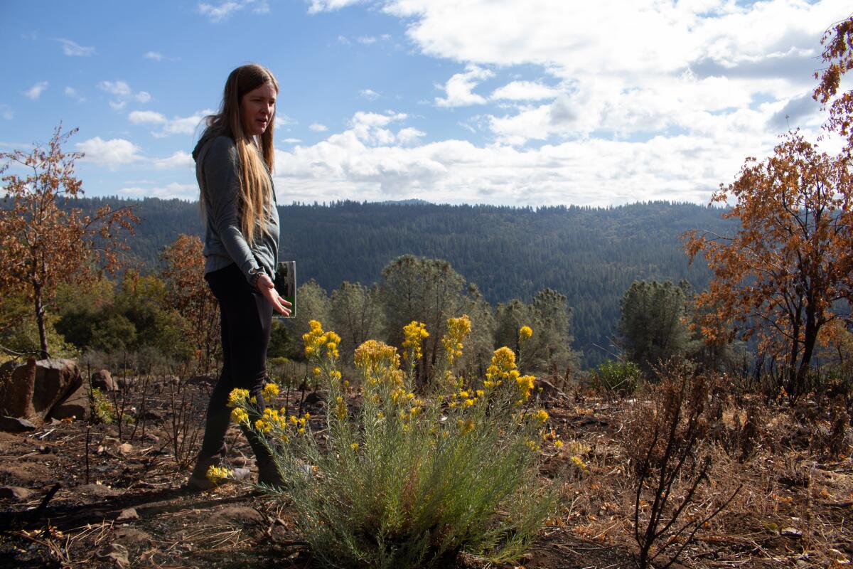 Megan Fiske se tient au sommet d'une crête de la forêt nationale de Stanislaus 