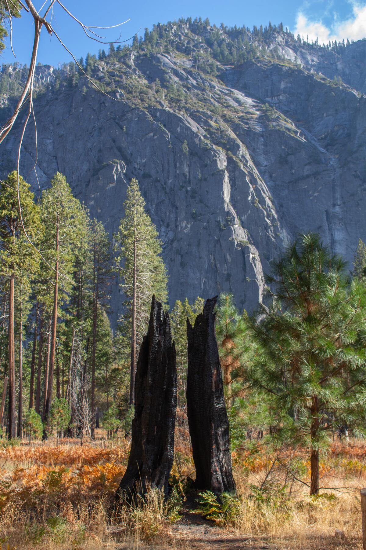 Une souche d'arbre brûlée dans la vallée de Yosemite