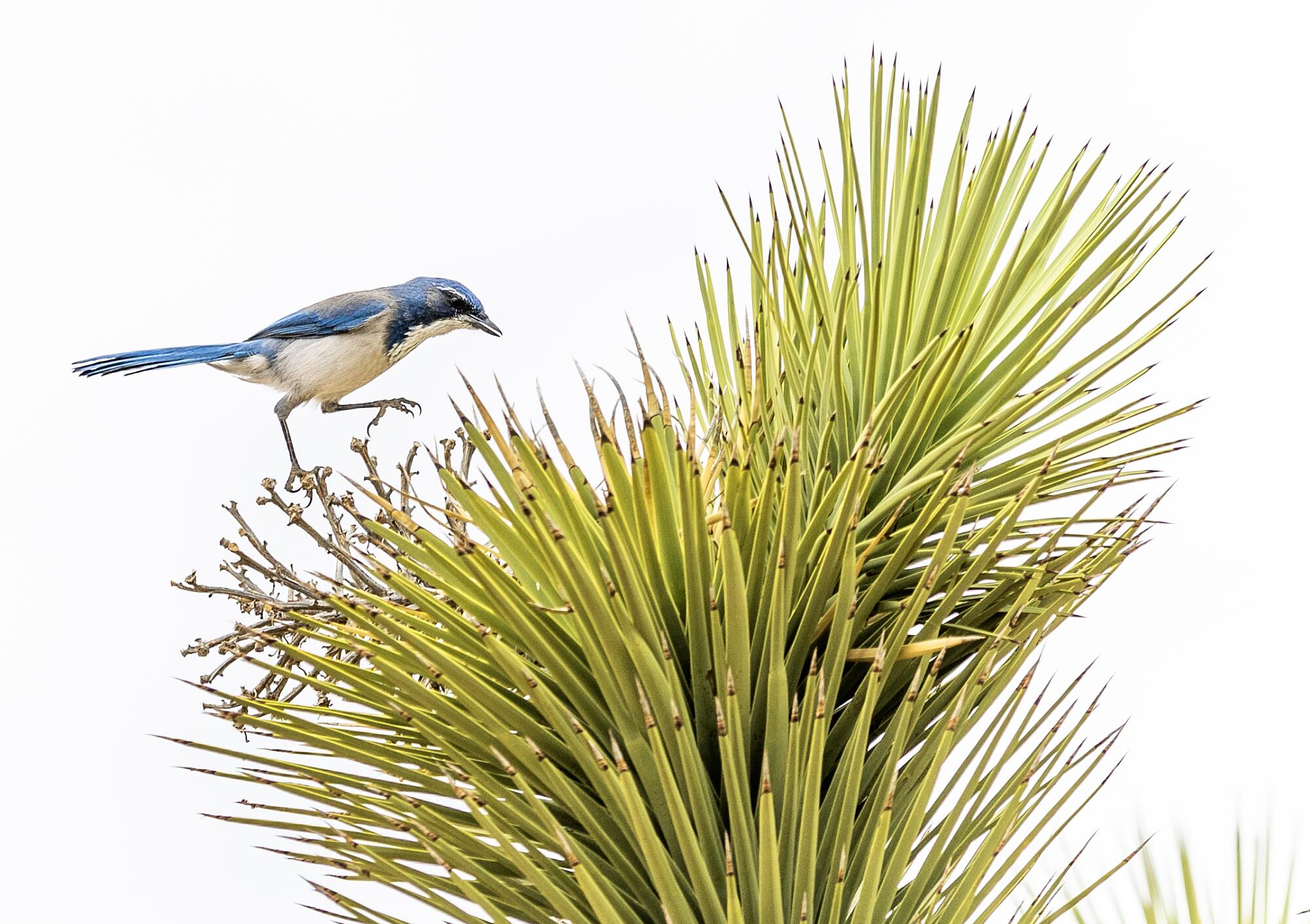 Un scotte-jay californien saute sur un Joshua Tree dans la vallée du Yucca.