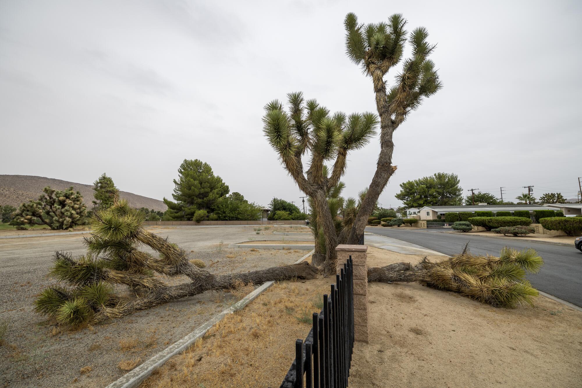 Vivez et tombé des arbres Joshua dans un quartier résidentiel de la vallée de la Yucca.