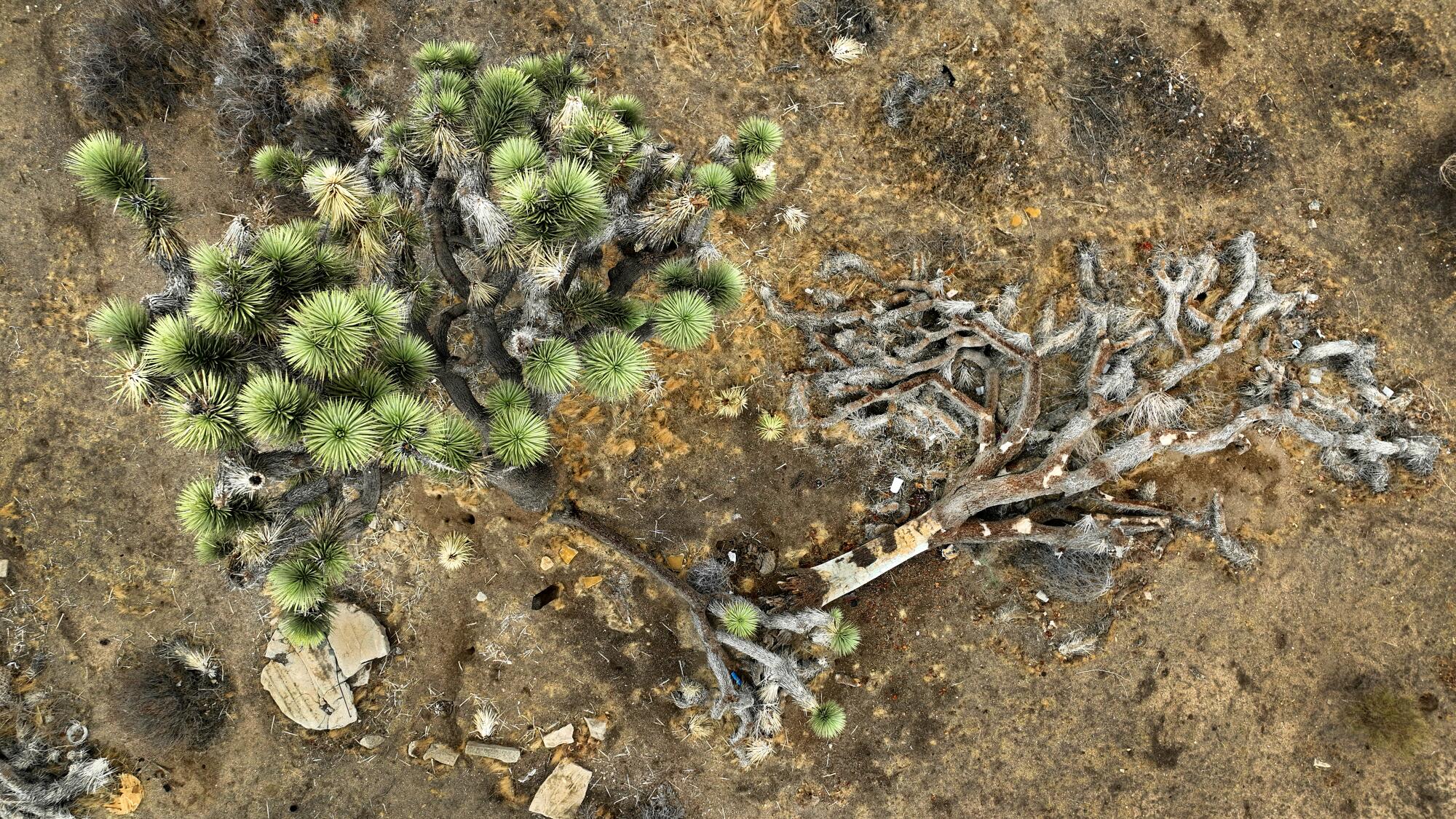 Les arbres de Joshua vivent et tombés parsèment le paysage de la vallée du Yucca.