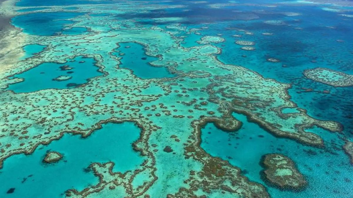 Fotografía Facilitada por la Autoridad del Parque Marino de la Gran Barrera de Coral, Frente a la Costa Narste de Australia.
