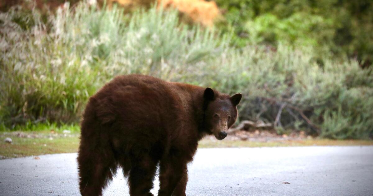 Des ennuis ours en Sierra Madre: Après l'incendie d'Eaton, les invasions à domicile augmentent fortement