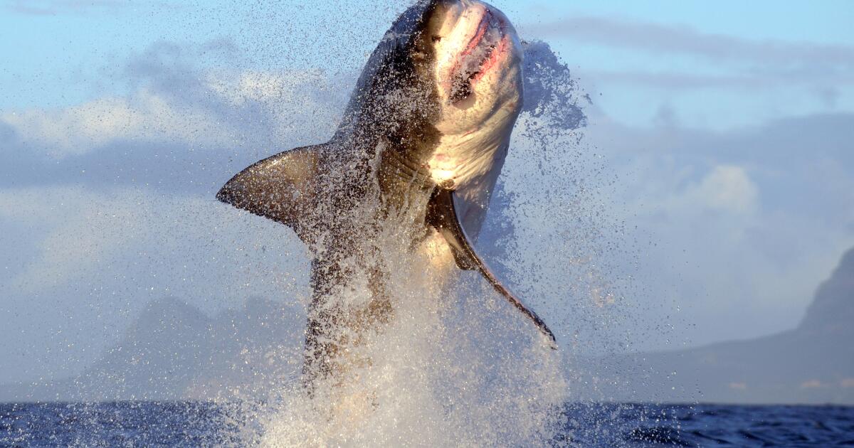 Grand grand requin blanc repéré près de Santa Monica