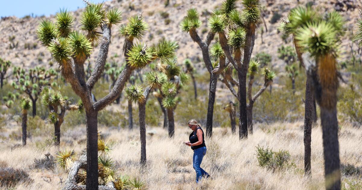 La Californie approuve un plan sans précédent pour protéger les arbres de Joshua contre le changement climatique