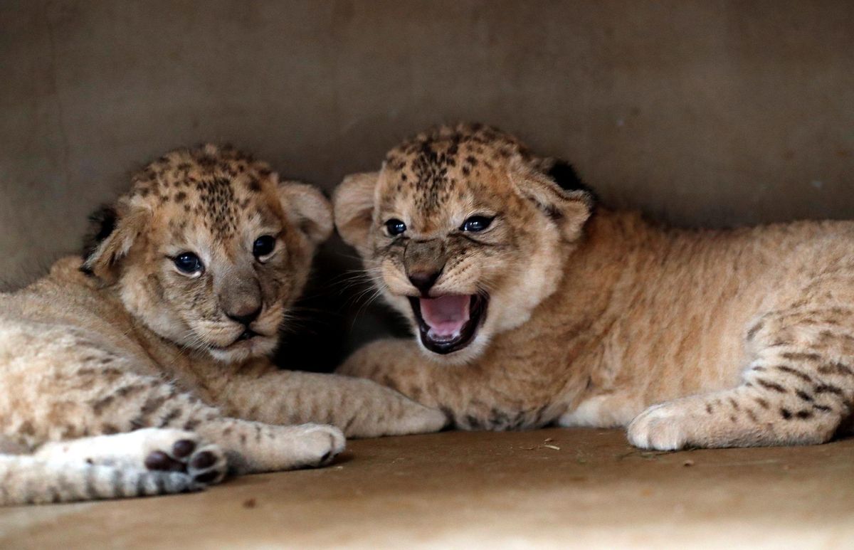 DOS CACHORROS DE Esta sous-espèce Nacidos en Cautividad en este MISMO ZOO