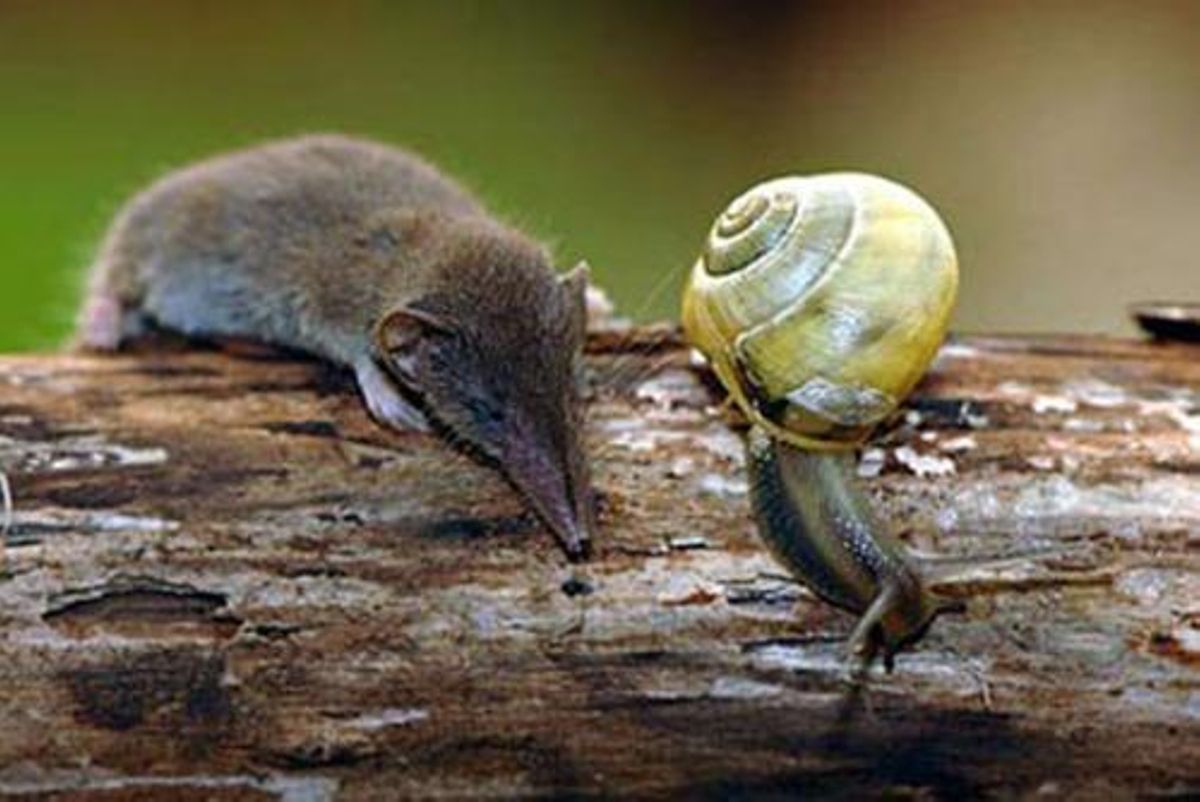 Un ejemplar, Junto a un caracol