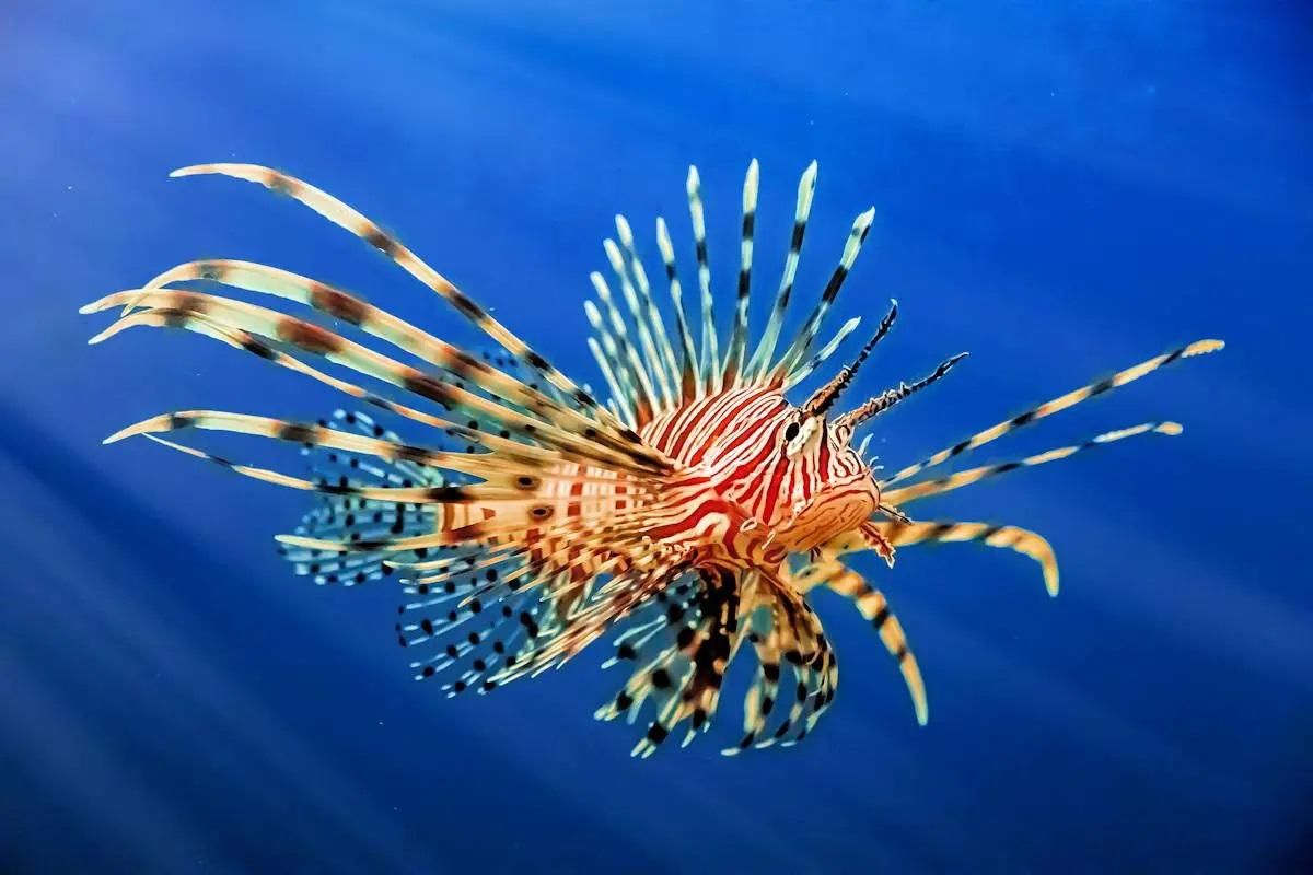 El pez león, en particulier venenosa que abunda ya en el mediteráneo oriental