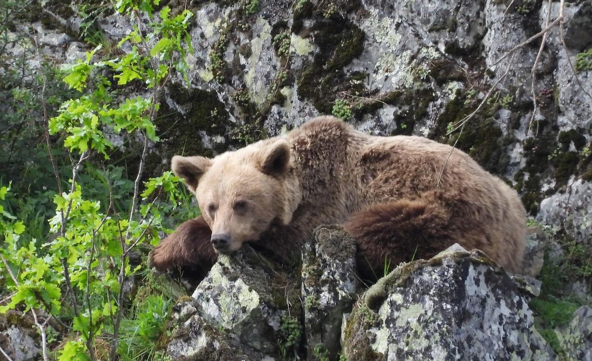 Ejemplar de Oso Pardo en la Cordillera Cantábrica