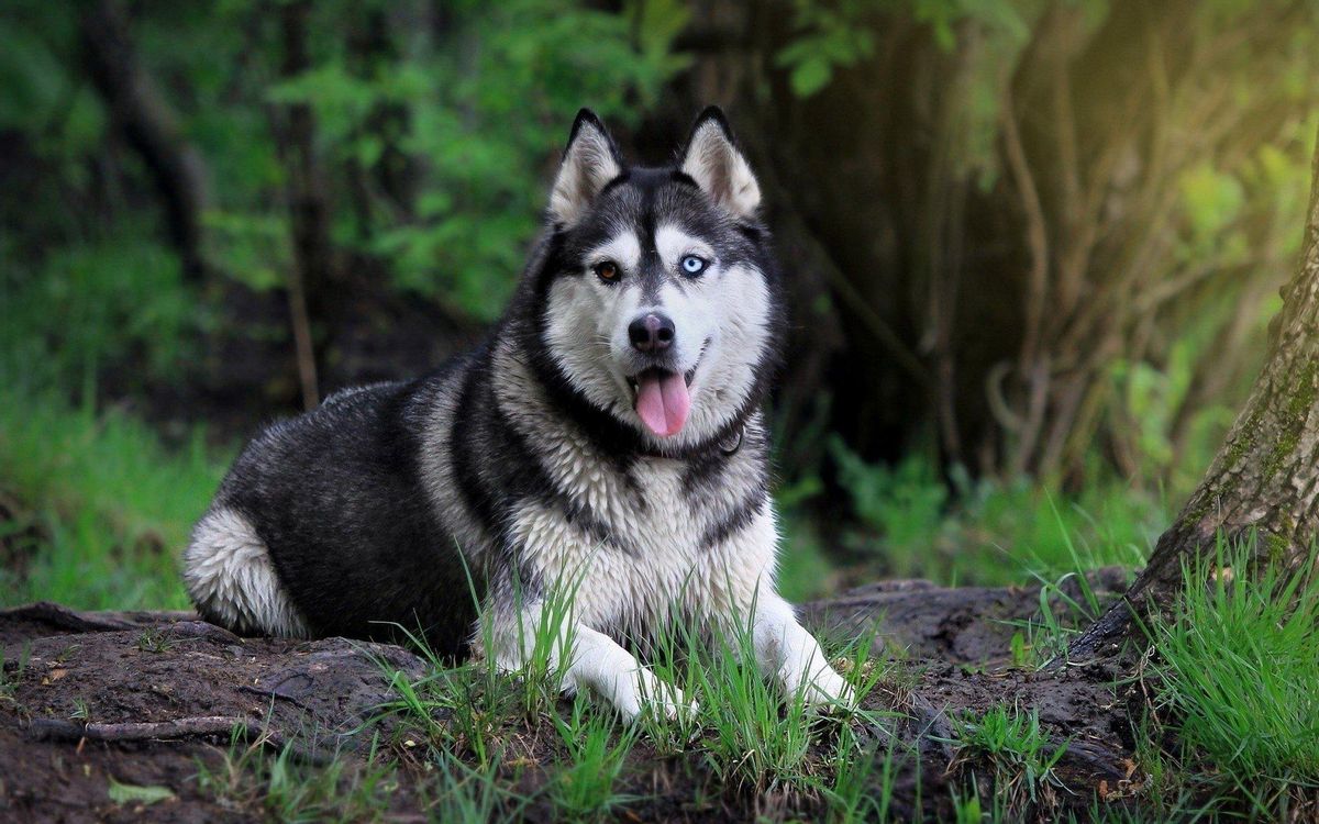 Husky sibérieno