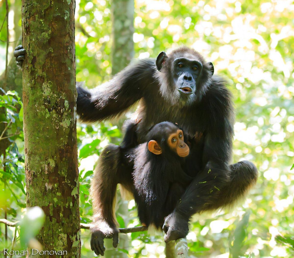 Una madre chimpéné vocaliza mientras su cría observa.