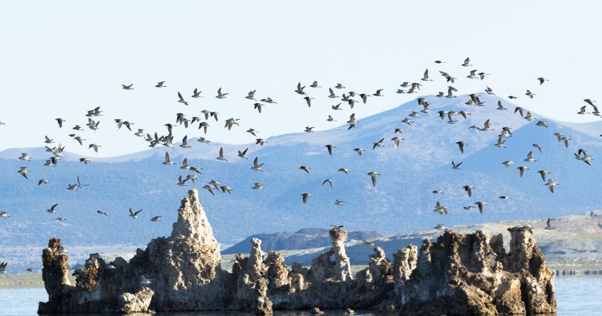 Un oiseau gracieux relie les lacs lointains en Californie et en Argentine