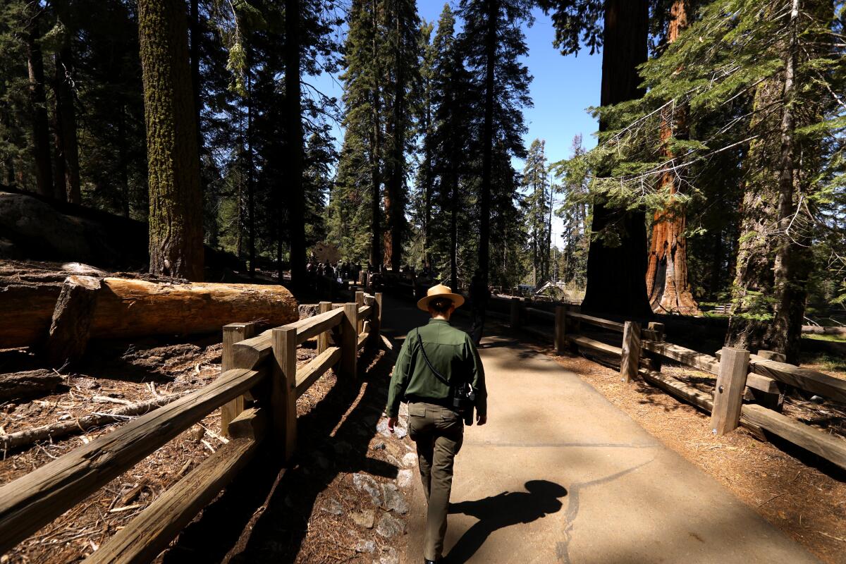 La ranger du National Park Service Anna Nicks marche à travers un bosquet d'arbres Sequoia dans le parc national de Sequoia.