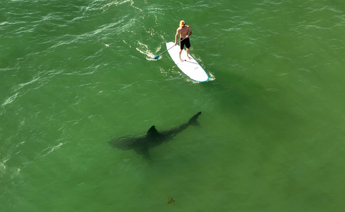 Un surfeur se dresse sur une planche avec l'ombre d'un requin dans l'océan en dessous de lui.