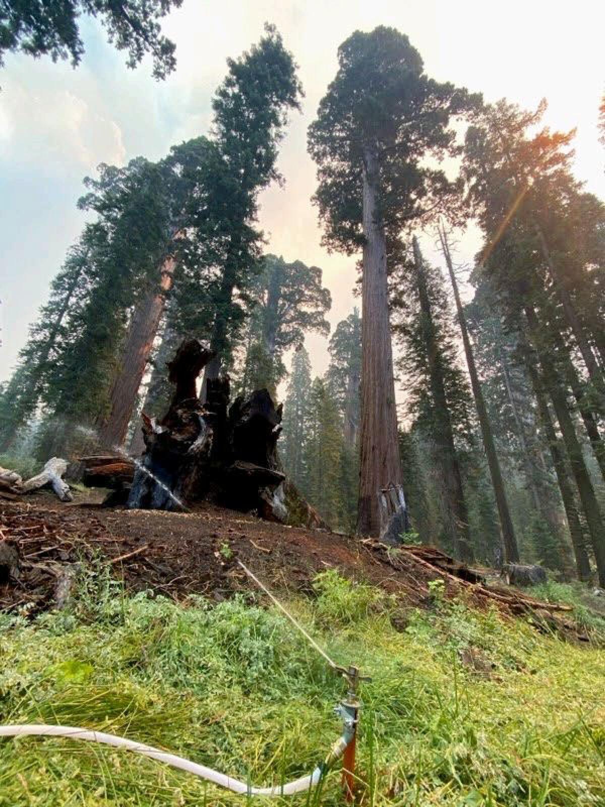 Système de gicleurs installé dans le Grove McKinley de séquoias géants. 