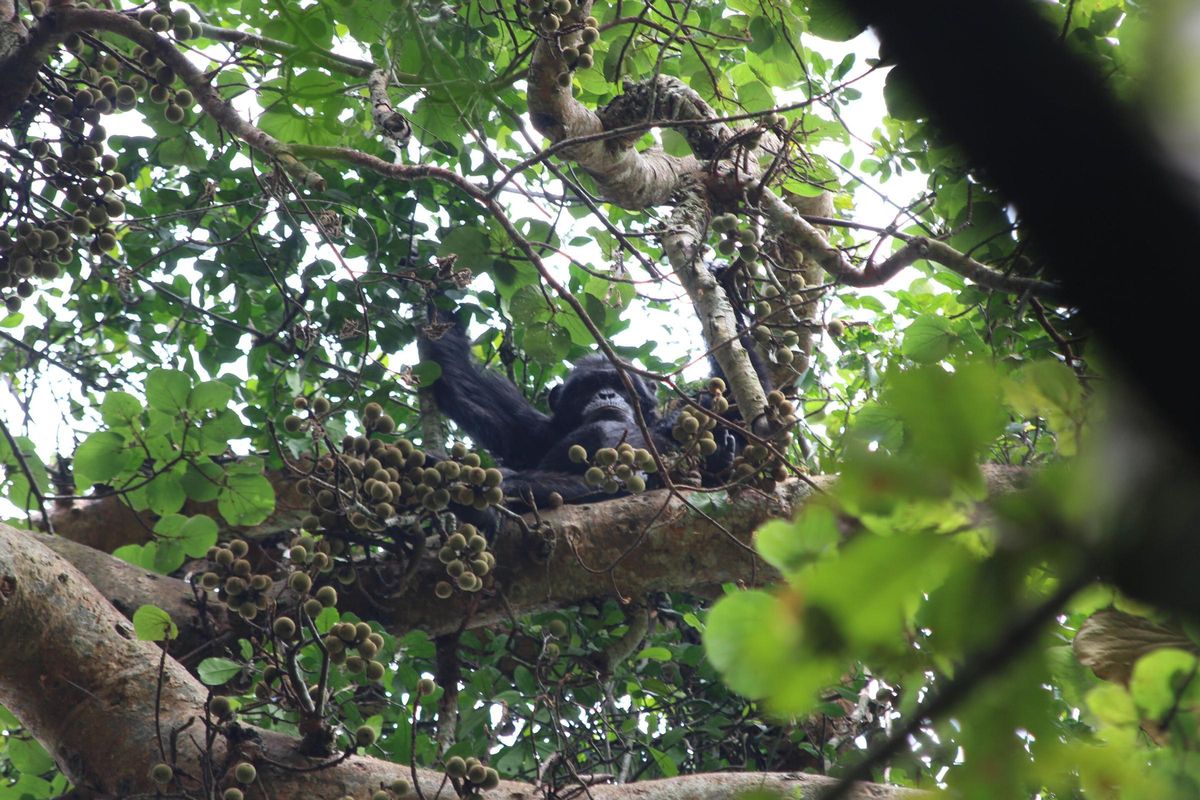 Un chimpanzé accompagné de fruits contenant de l'alcool