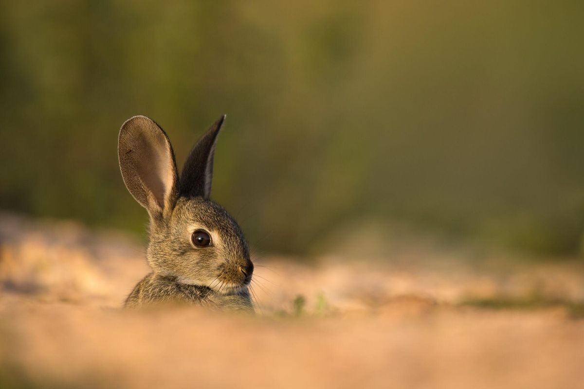 El Conejo de Monte es básico para la alimentación de IMPRODANCES