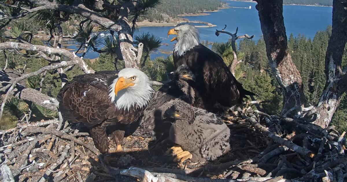 Ce jeune pygargue à tête blanche visitait Jackie et Shadow's Nest leur bébé?