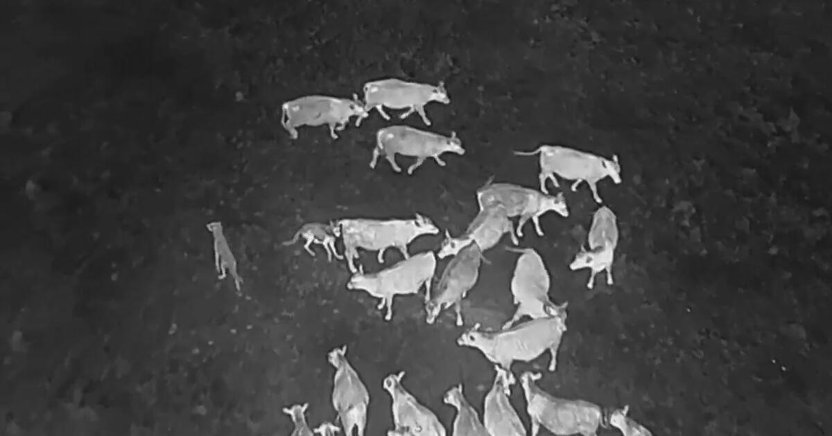 Les drones explosant AC / DC aident les biologistes à protéger les bovins des loups