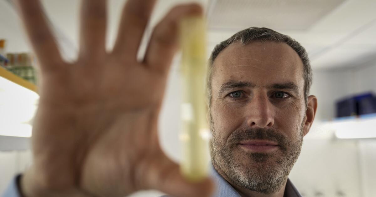 Les mers de réchauffement menacent des espèces de phytoplancton clés qui alimentent le réseau alimentaire, découvre l'étude