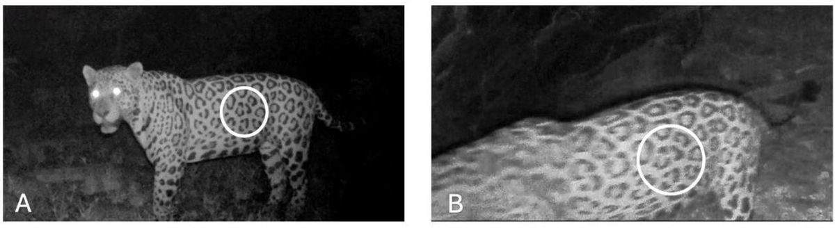 El Animal Fue Identificado Mediant Los Patrones de Sus Manchas