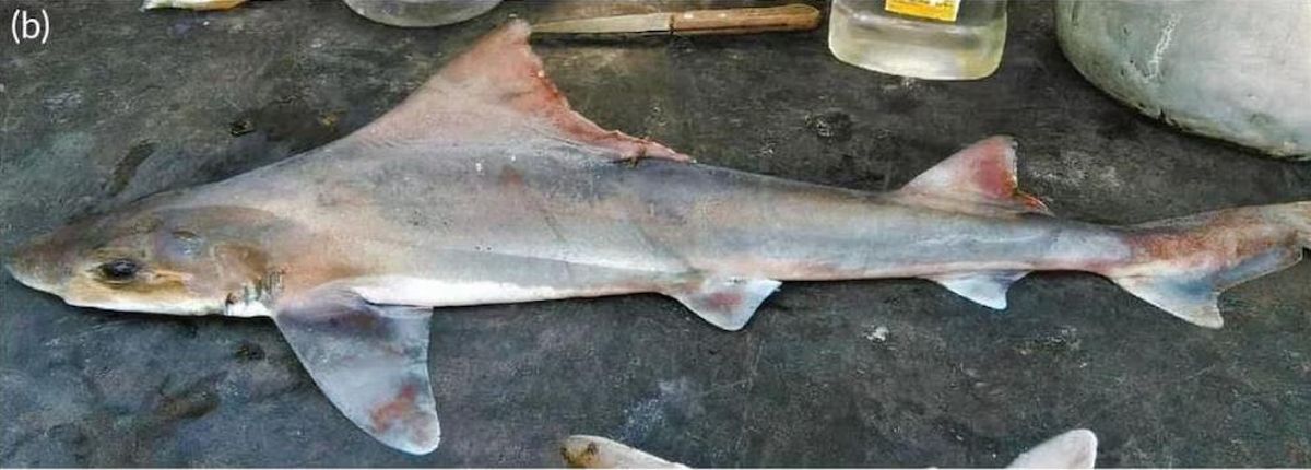 Aspecto del Tiburón Vela