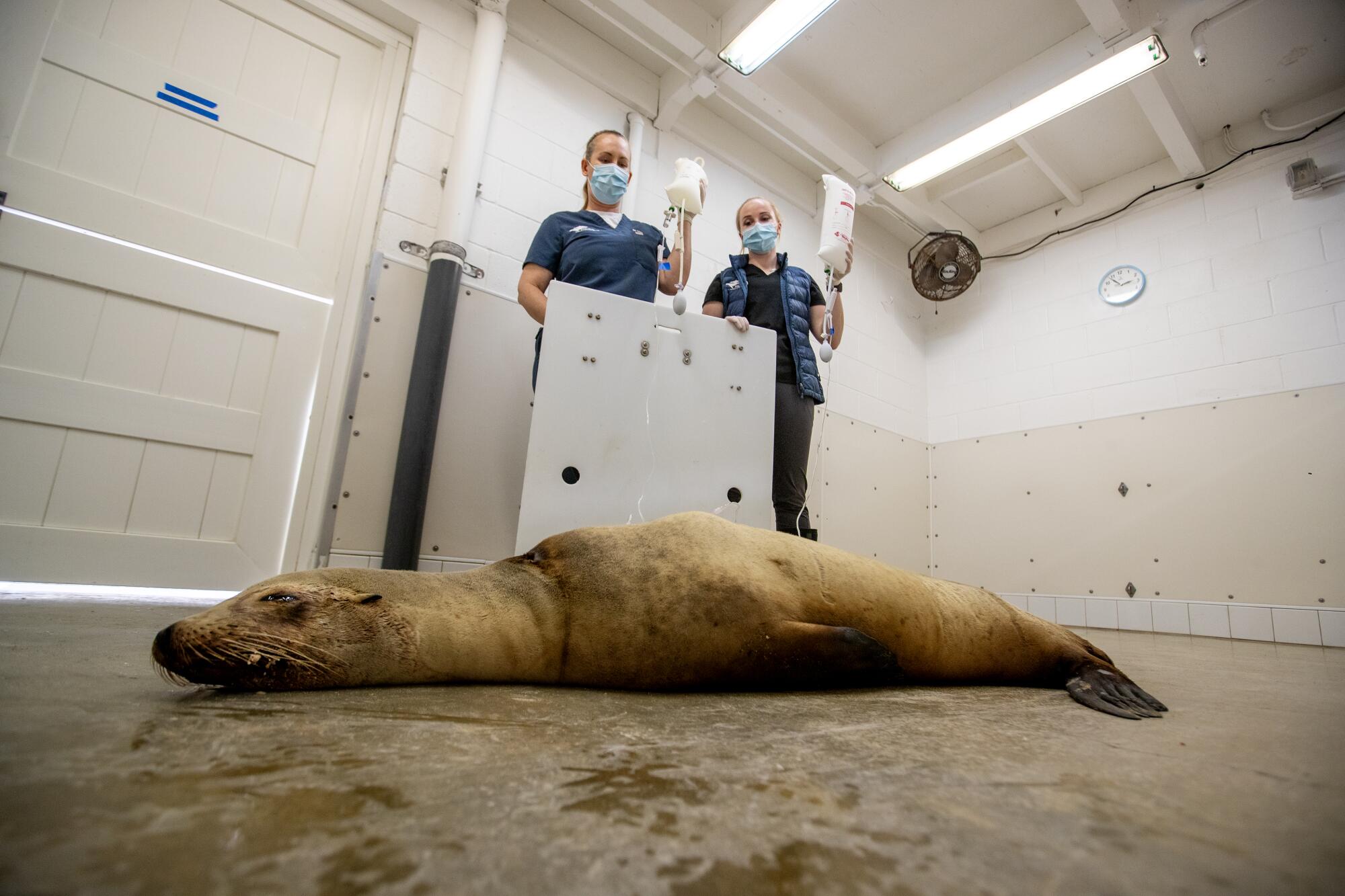 Un lion de mer de Californie dans une salle de reprise du Pacific Marine Mammal Center à Laguna Beach.
