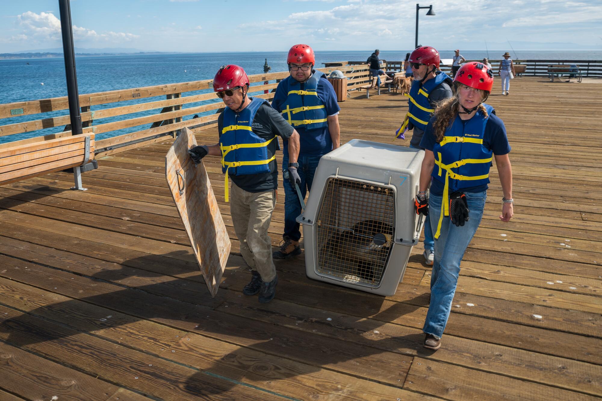 Les membres du Marine Mammal Center portent un lion de mer blessé sur la jetée de Capitole.