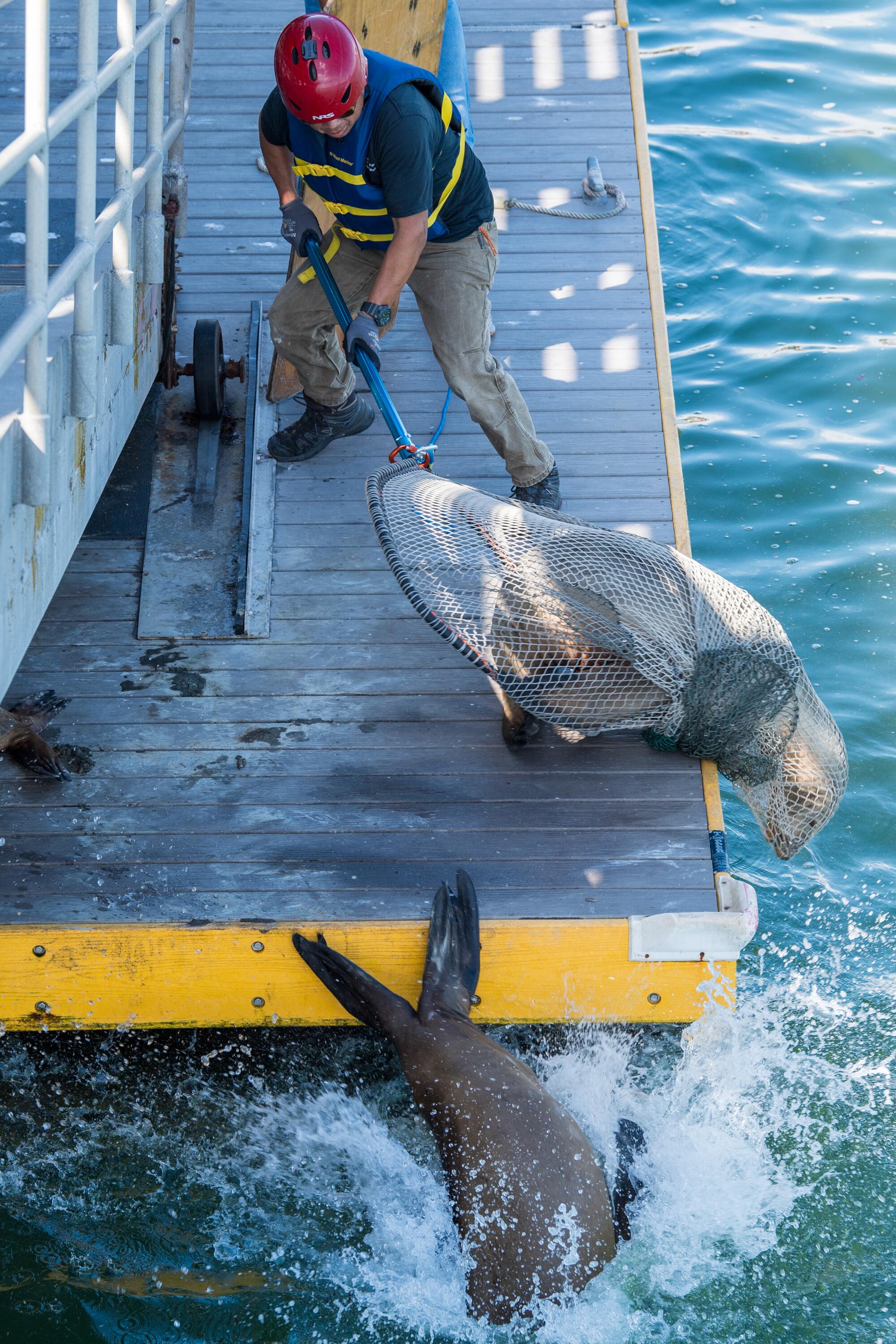 Jeremy Alcantara du Marine Mammal Center fixe un lion de mer blessé sur un quai à Capitola.