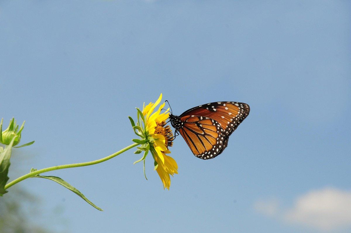 Les zones les plus isolées tendent à produire des fleurs de plus grande taille, mais avec des volumes de nectar mineurs.