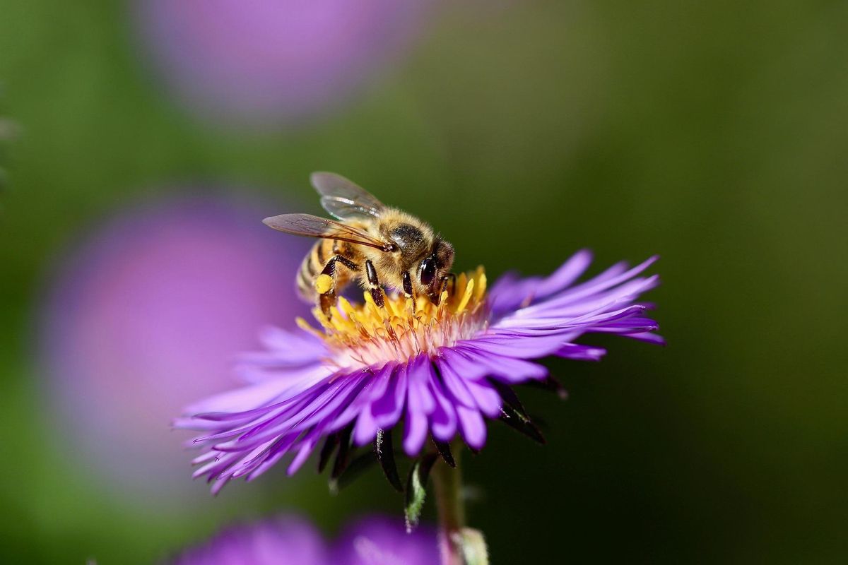 L'humidité ambiante joue avec un papier clé dans la production de nectar.