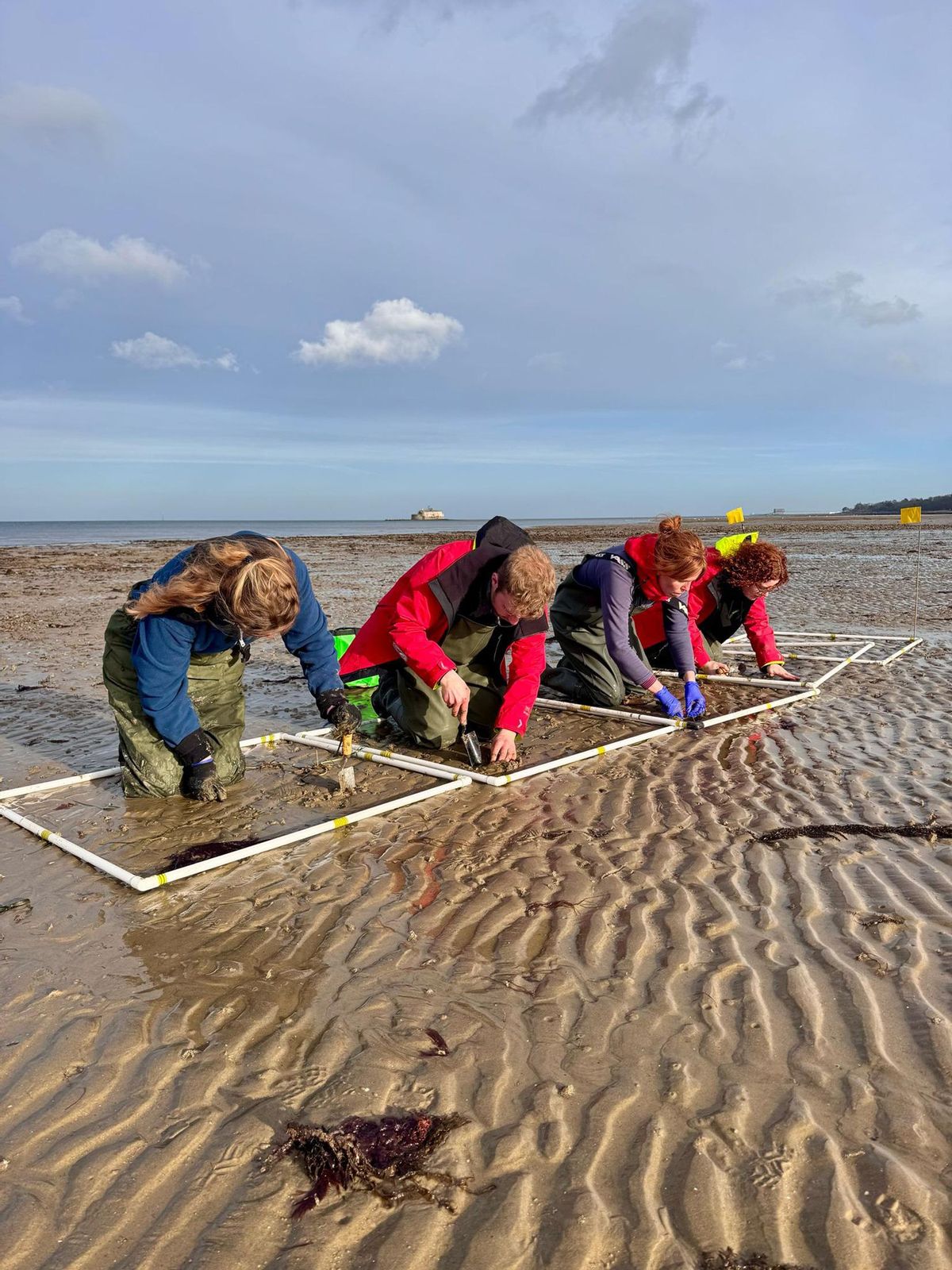 Activités de restauration des praderas marinas intermareales sur l'île de Wight, Angleterre.