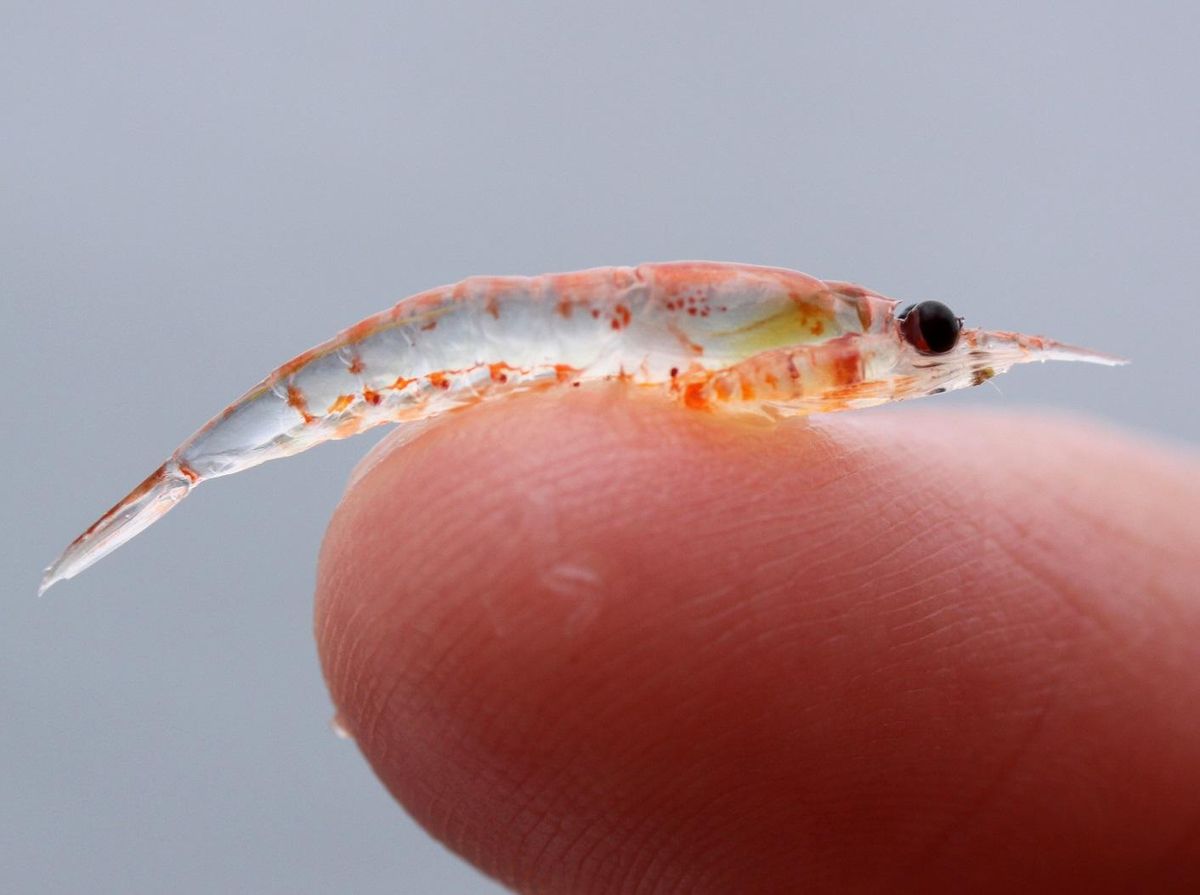 Le krill a une taille très petite