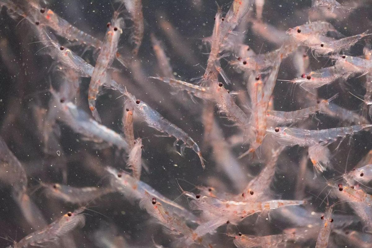 Le krill est un petit crustacé pareil au camarón