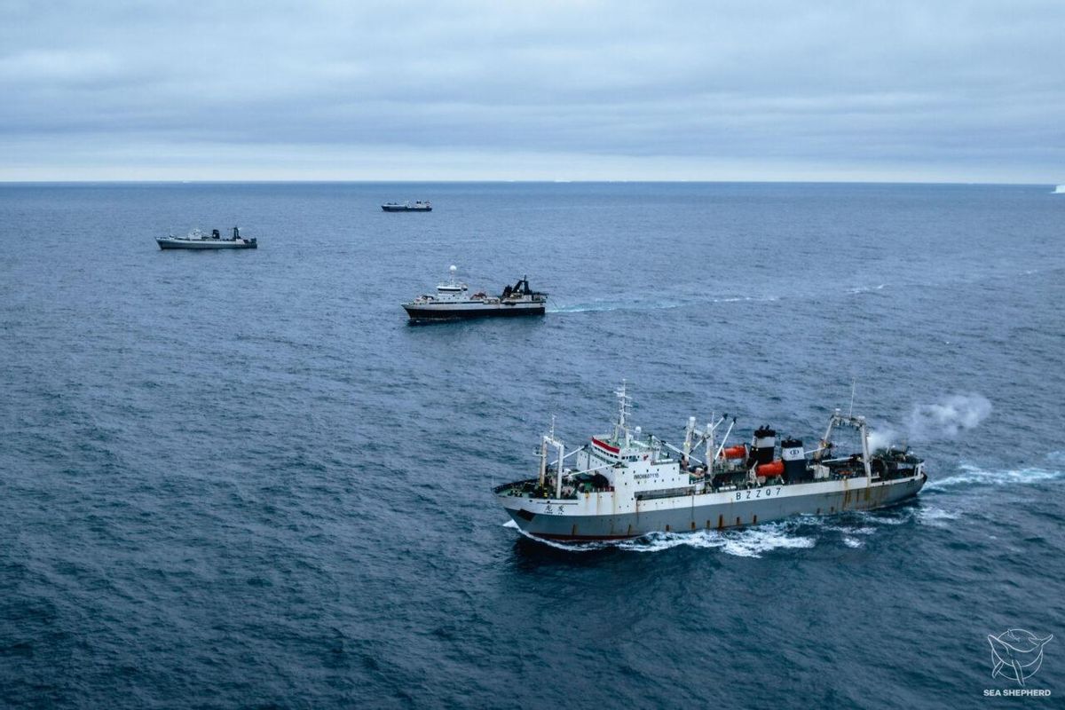 Pêcheurs à la recherche de krill dans les eaux antarctiques