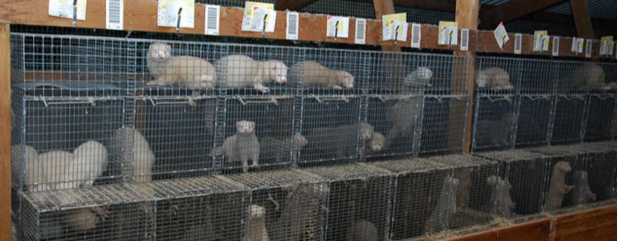 Beaucoup de pays européens ont interdit les grosses peleteras ou van a hacerlo